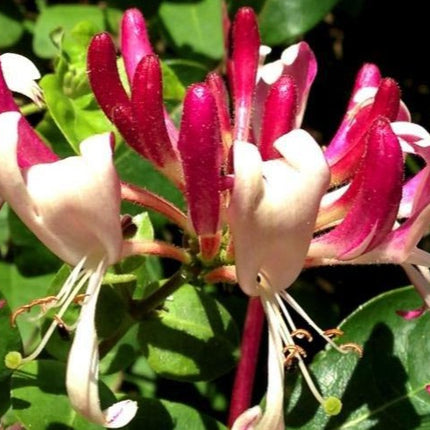 Lonicera per. 'Belgica' - kamperfoelie