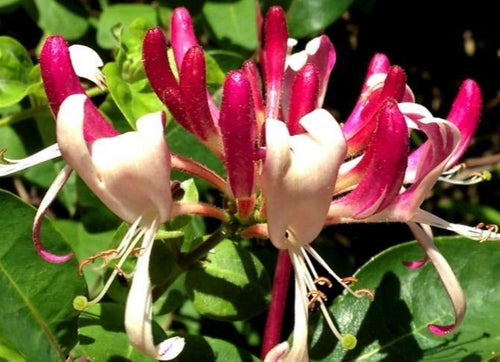 Lonicera per. 'Belgica' - kamperfoelie