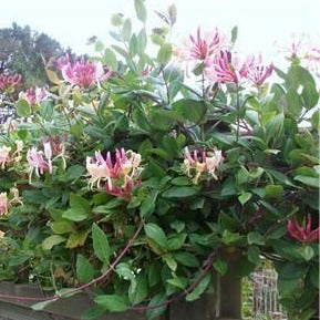 Lonicera per. 'Belgica' - kameperfoelie haag