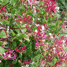 Afbeelding in Gallery-weergave laden, Lonicera per. &#39;Serotina&#39; - Wilde Kamperfoelie
