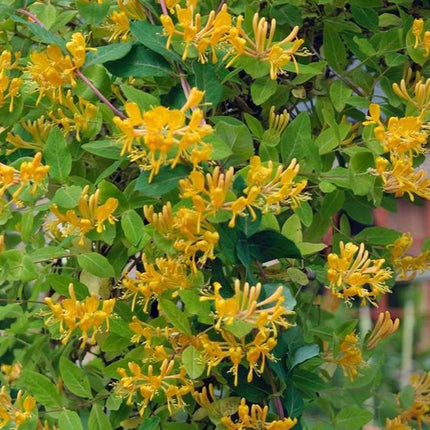 Lonicera tellmanniana - gele kamperfoelie