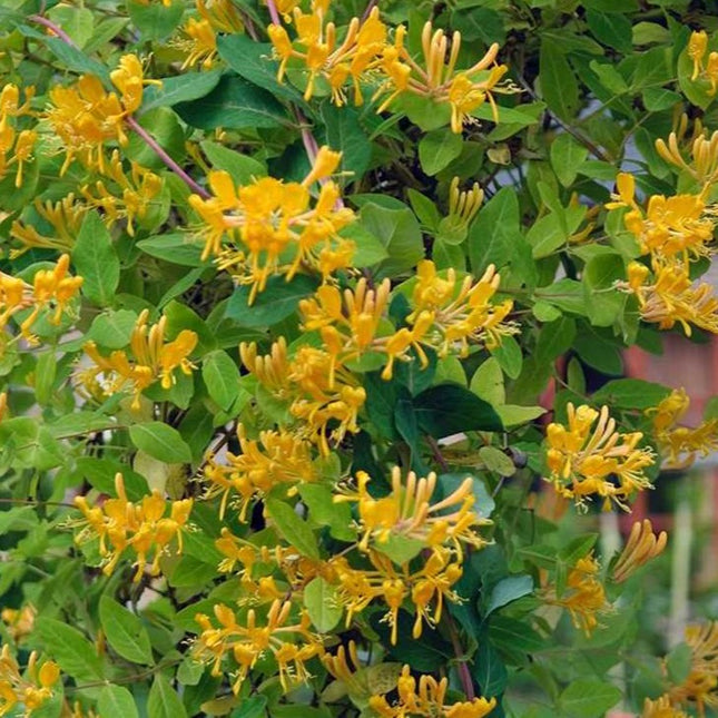 Lonicera tellmanniana - gele kamperfoelie