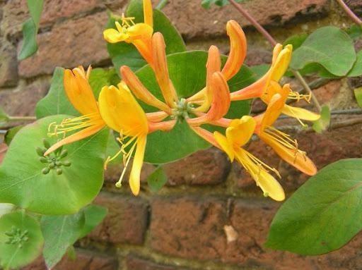 Lonicera tellmanniana - gele kamperfoelie