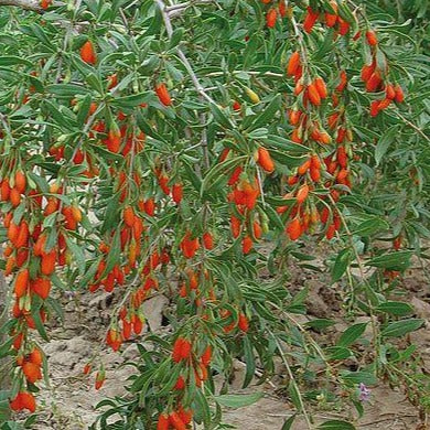 Lycium barbarum - Goji bes