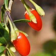 Afbeelding in Gallery-weergave laden, Lycium barbarum - Goi bes
