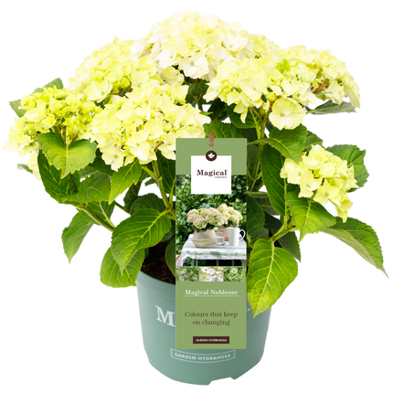 Hydrangea macr. Noblesse® - Hortensia Magical® Four Seasons Collection