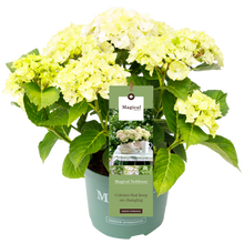 Afbeelding in Gallery-weergave laden, Hydrangea macr. Noblesse® - Hortensia Magical® Four Seasons Collection
