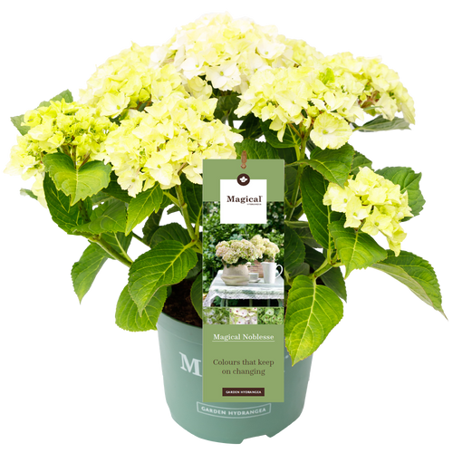 Hydrangea macr. Noblesse® - Hortensia Magical® Four Seasons Collection