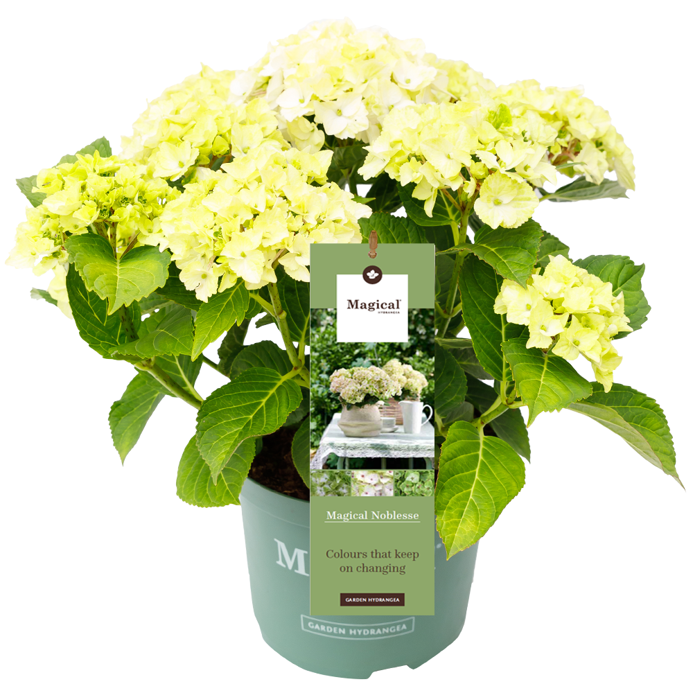 Hydrangea macr. Noblesse® - Hortensia Magical® Four Seasons Collection