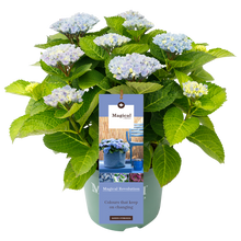 Afbeelding in Gallery-weergave laden, Hydrangea macr. Revolution® Blue - Hortensia Magical® Four Seasons Collection

