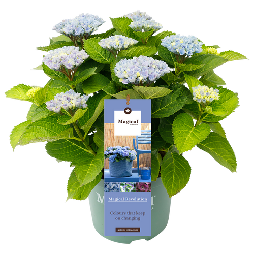 Hydrangea macr. Revolution® Blue - Hortensia Magical® Four Seasons Collection