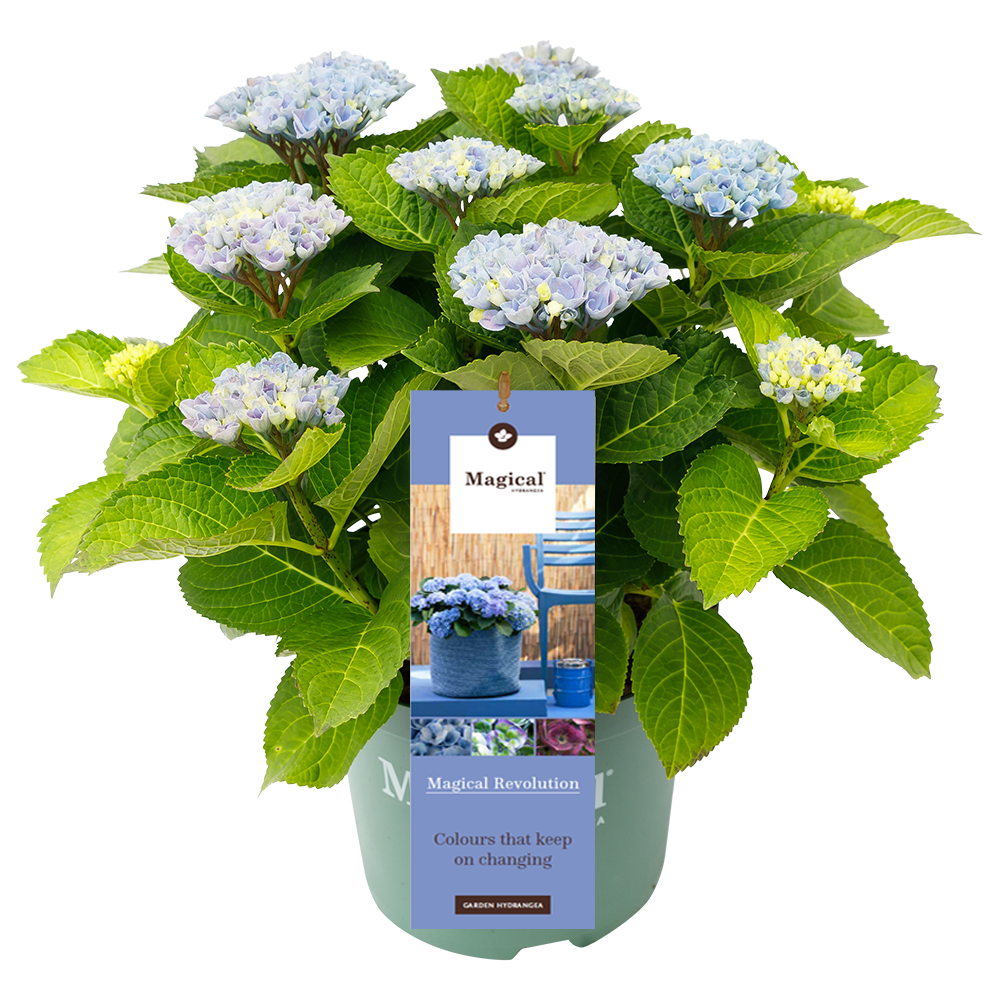 Hydrangea macr. Revolution® Blue - Hortensia Magical® Four Seasons Collection