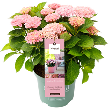 Afbeelding in Gallery-weergave laden, Hydrangea macr. Revolution® Pink - Hortensia Magical® Four Seasons Collection
