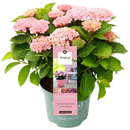 Hydrangea macr. Revolution® Pink - Hortensia Magical® Four Seasons Collection