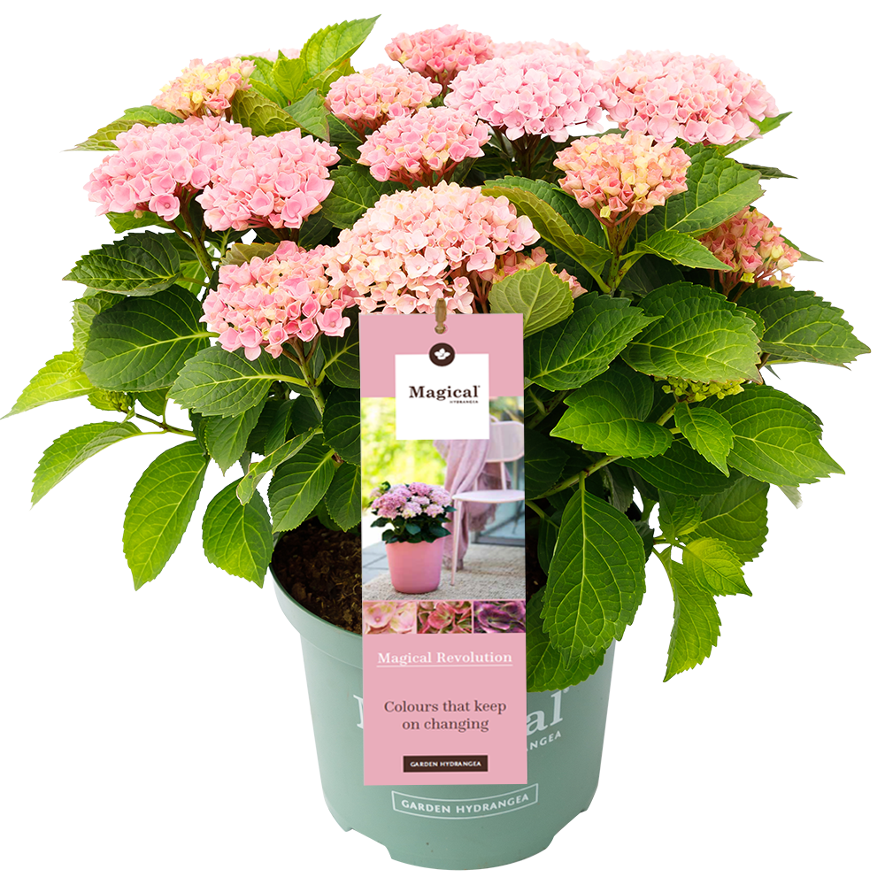 Hydrangea macr. Revolution® Pink - Hortensia Magical® Four Seasons Collection