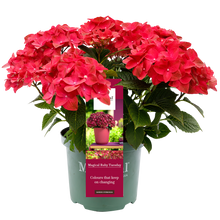 Afbeelding in Gallery-weergave laden, Hydrangea macr. Ruby Tuesday® - Hortensia Magical® Four Seasons Collection
