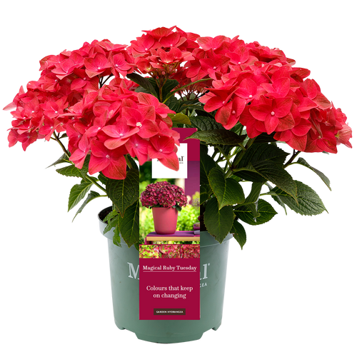 Hydrangea macr. Ruby Tuesday® - Hortensia Magical® Four Seasons Collection