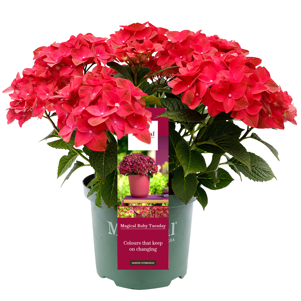Hydrangea macr. Ruby Tuesday® - Hortensia Magical® Four Seasons Collection