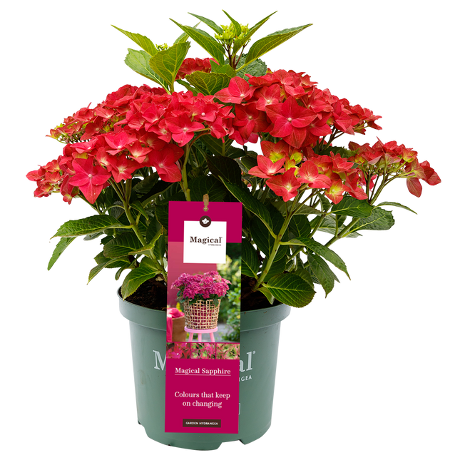 Hydrangea macr. Sapphire® - Hortensia Magical® Four Seasons Collection