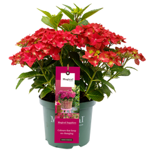 Afbeelding in Gallery-weergave laden, Hydrangea macr. Sapphire® - Hortensia Magical® Four Seasons Collection

