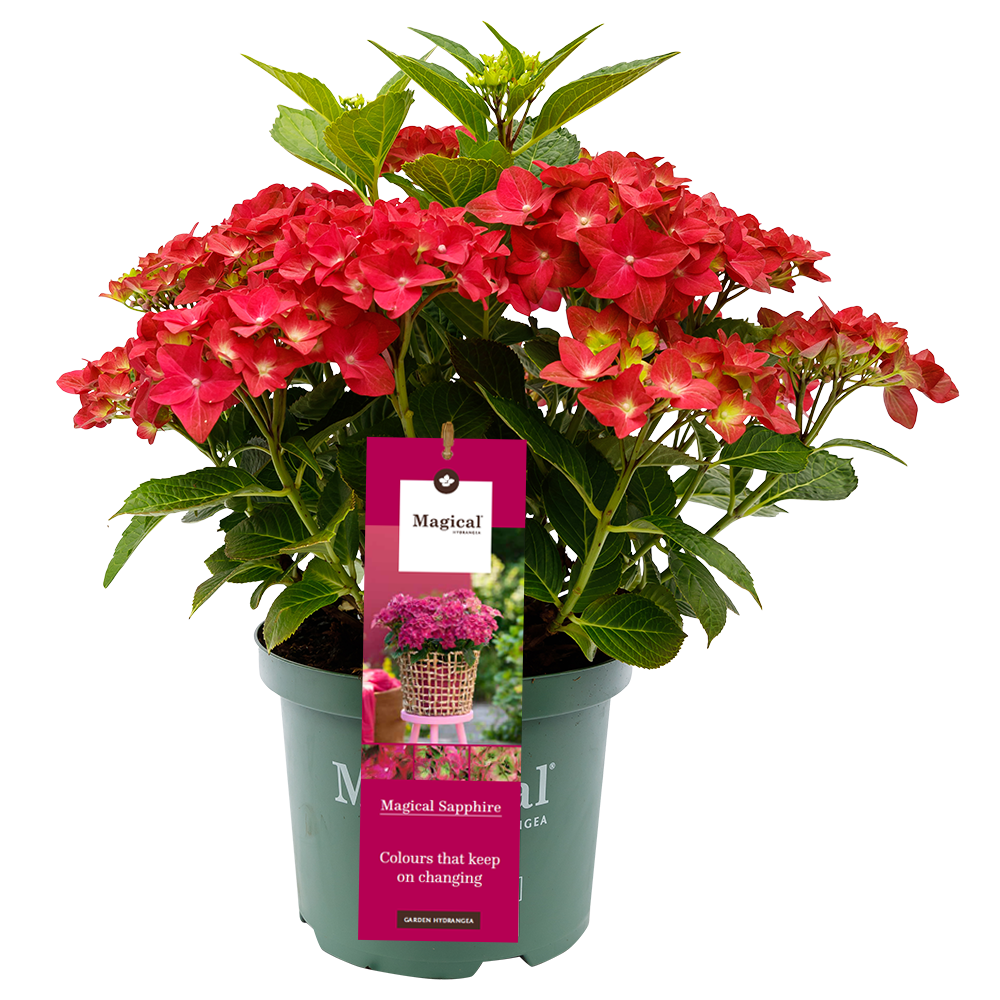 Hydrangea macr. Sapphire® - Hortensia Magical® Four Seasons Collection