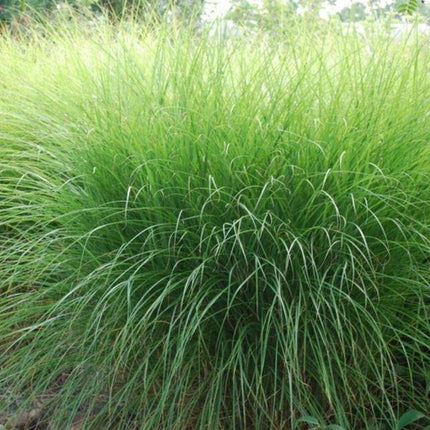 Miscanthus sinenis 'Gracillimus' - Tuinplantenloods