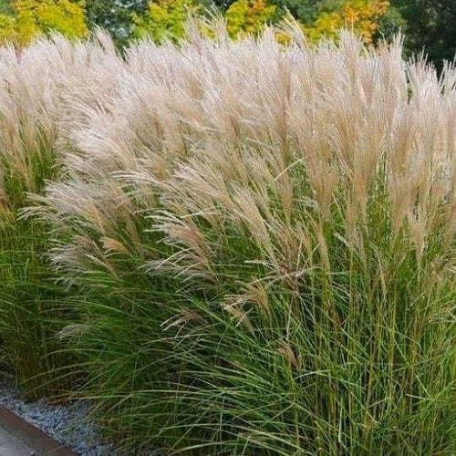 Miscanthus sinensis 'Kleine Silberspinne' (Prachtriet) - Tuinplantenloods