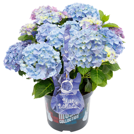 Hydrangea macr. Blue Ballad® - Hortensia Music Collection®