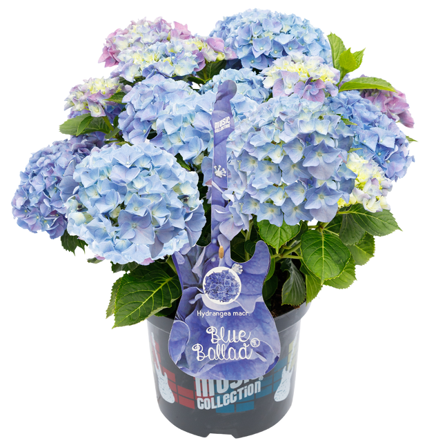 Hydrangea macr. Blue Ballad® - Hortensia Music Collection®