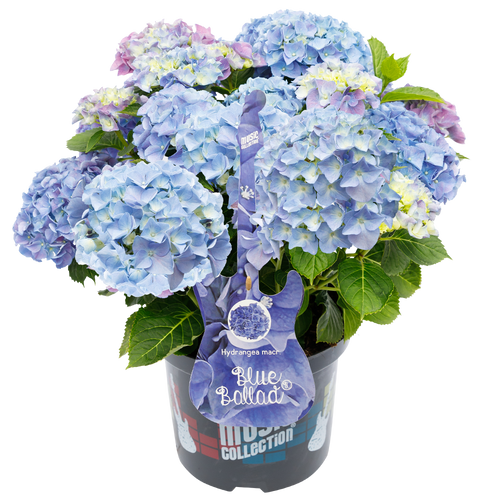 Hydrangea macr. Blue Ballad® - Hortensia Music Collection®