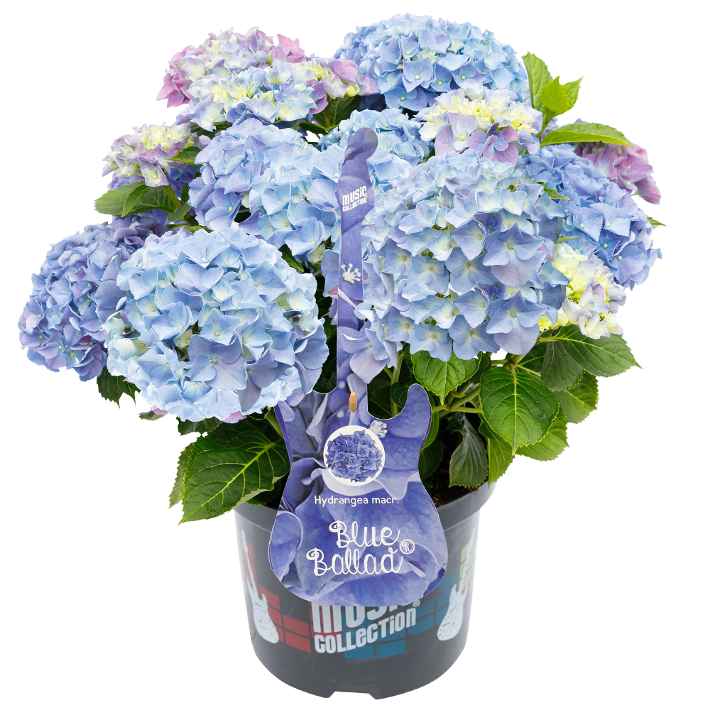 Hydrangea macr. Blue Ballad® - Hortensia Music Collection®