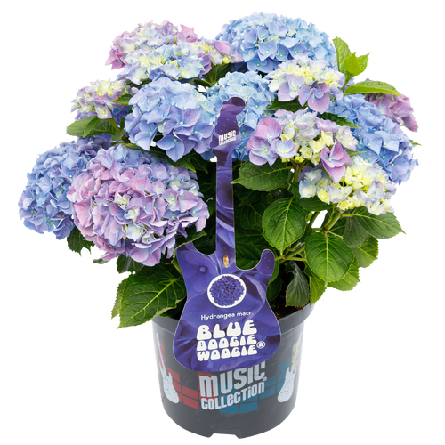 Hydrangea macr. Blue Boogiewoogie® - Hortensia Music Collection®