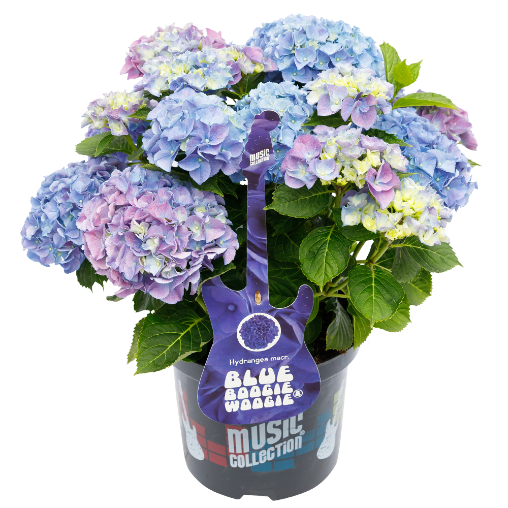 Hydrangea macr. Blue Boogiewoogie® - Hortensia Music Collection®