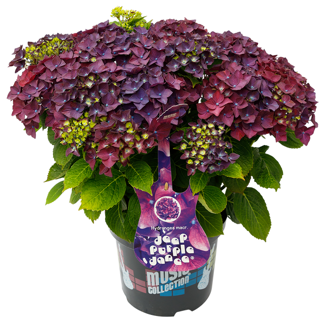 Hydrangea macrophylla 'Deep Purple Dance' - Music Collection®