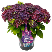 Afbeelding in Gallery-weergave laden, Hydrangea macr. Deep Purple Dance® - Hortensia Music Collection®
