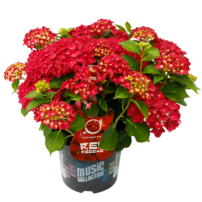 Hydrangea macr. Red Reggae® - Hortensia Music Collection®