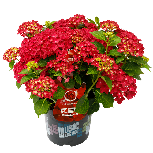 Hydrangea macr. Red Reggae® - Hortensia Music Collection®