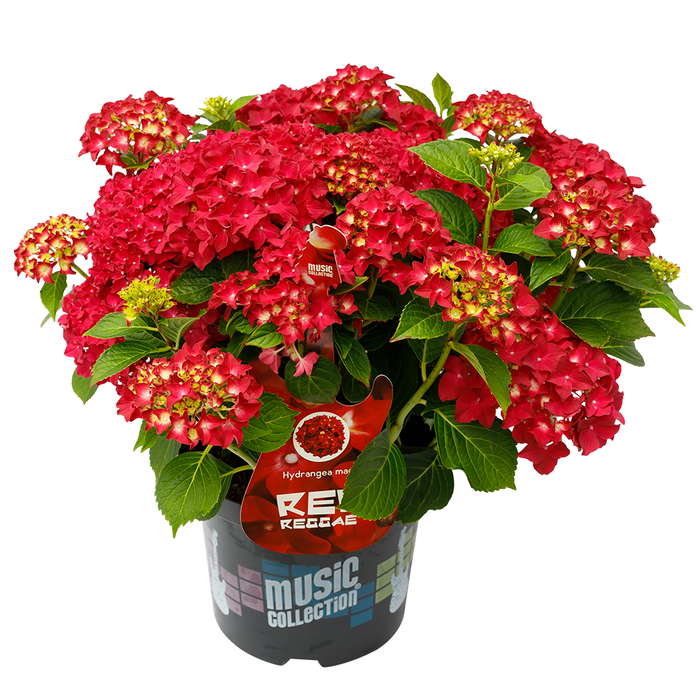 Hydrangea macr. Red Reggae® - Hortensia Music Collection®