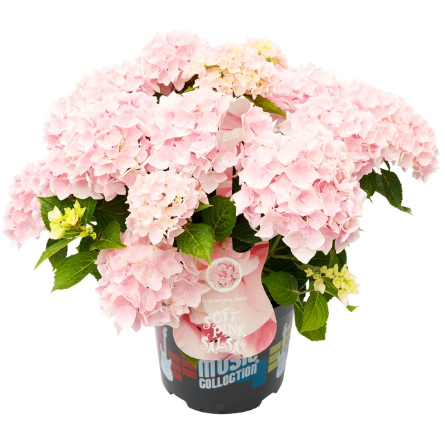 Hydrangea macr. Soft Pink Salsa® - Hortensia Music Collection® 