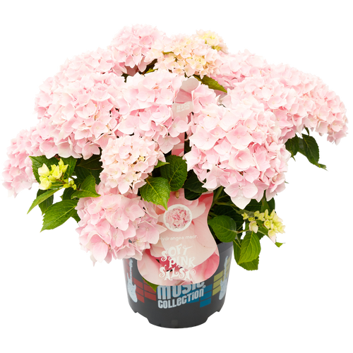 Hydrangea macr. Soft Pink Salsa® - Hortensia Music Collection® 