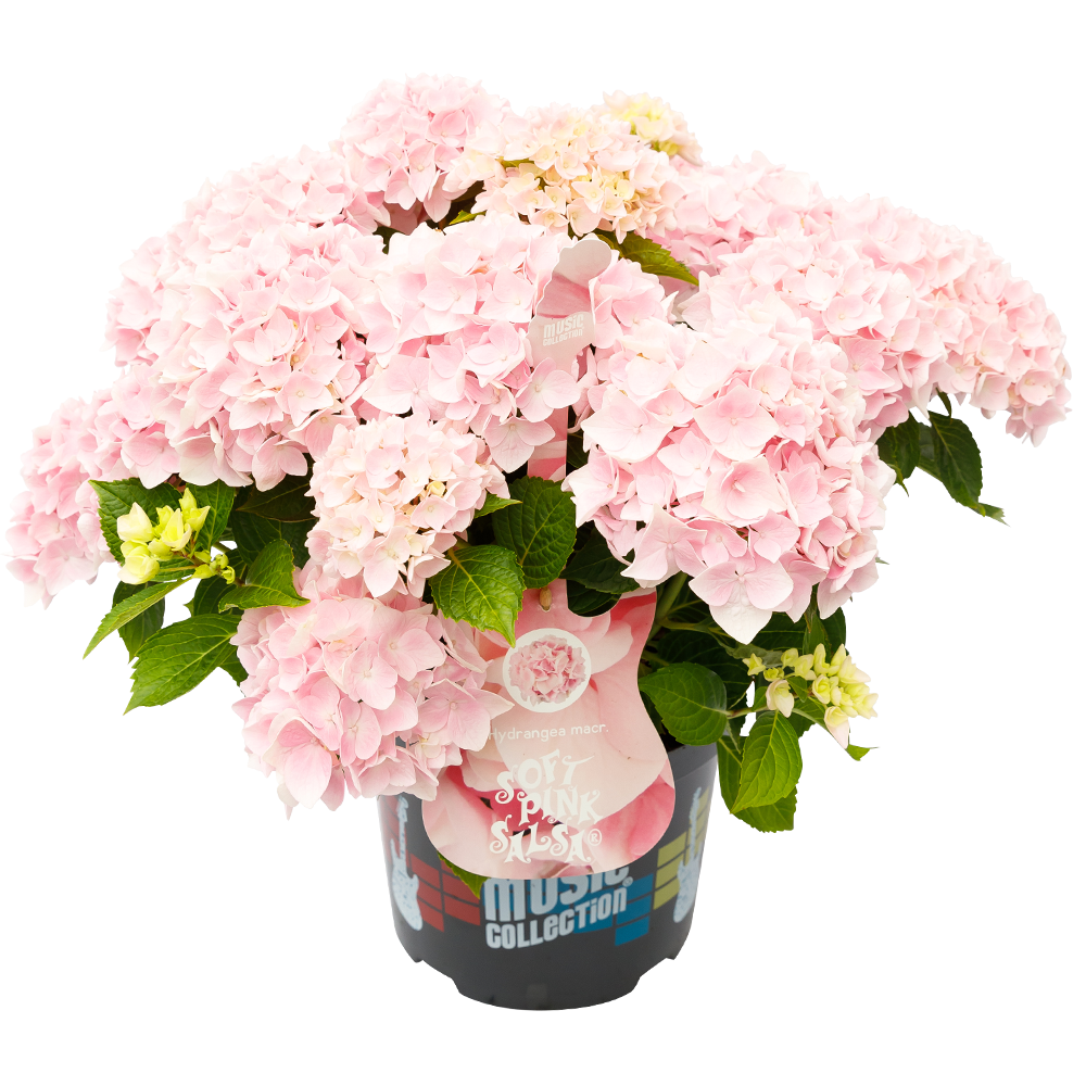 Hydrangea macr. Soft Pink Salsa® - Hortensia Music Collection® 