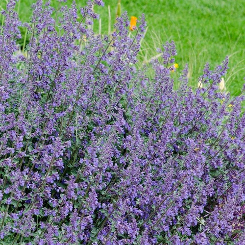 Nepeta 'Six Hills Giant'