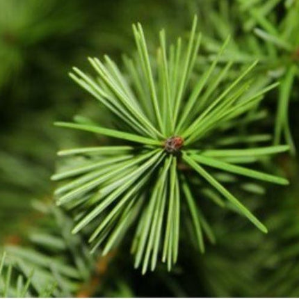 Nordmann Kerstboom - Tuinplantenloods