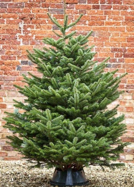 Nordmann Kerstboom - Tuinplantenloods