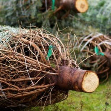 Nordmann Kerstboom - Tuinplantenloods