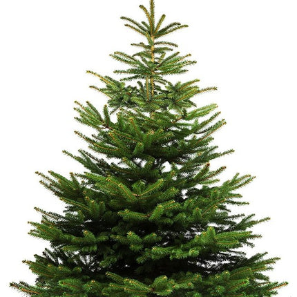 Nordmann kerstboom geïmpregneerd 