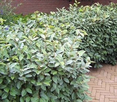Olijfwilghaag - Elaeagnus ebbingei 