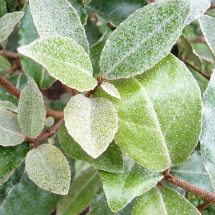 Elaeagnus ebbingei - Olijfwilghaag