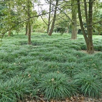 Ophiopogon japonicus