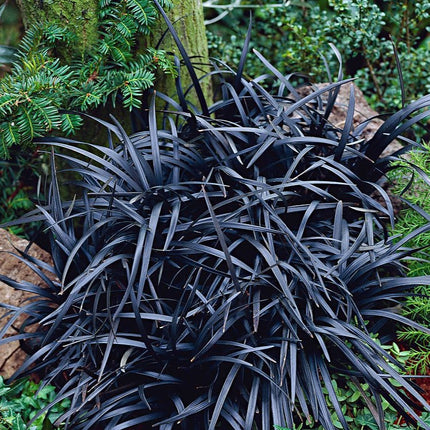 Ophiopogon plan. 'Niger'